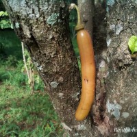 Parmentiera cereifera Seem.